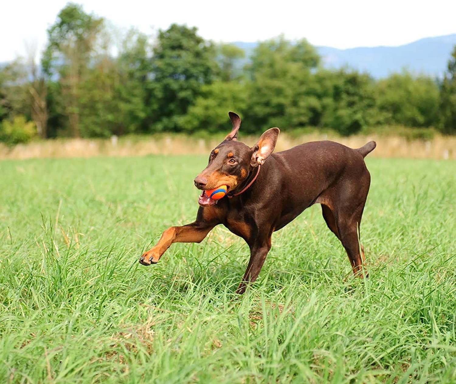 Giocattolo per cani Chuckit Ul - Indestructible Dog Chew Toy recensione e prezzo